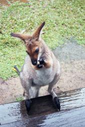 cleo the red necked wallaby at our steps