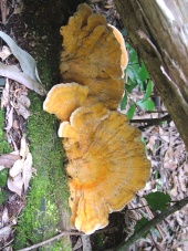 nude fungus