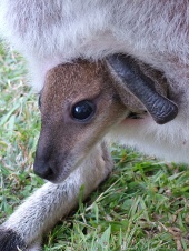 red necked wallaby joey