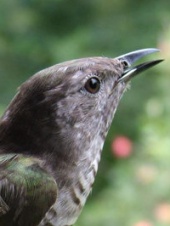 close up of mr birdie