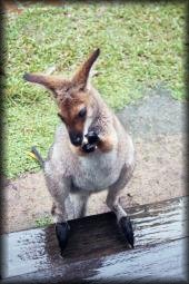 cleo the red necked wallaby at our steps