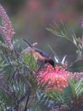 eastern spinebill honeyeater