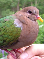 emerald dove