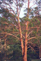 flooded gum tree at dusk