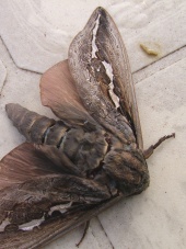 large moth