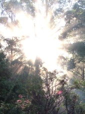 morning mist at twin falls