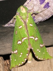 beautiful colours on a moth