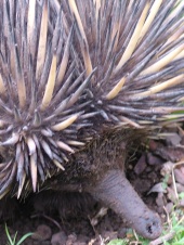 echidna