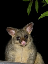 up close with mr possum