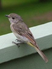 lots of birdlife