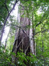 rainforest tree with strangler fig