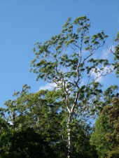 magnificent tall trees at twin falls