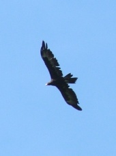 eagle